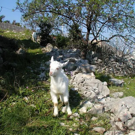 Solenta Nečujam